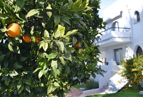 10.06 Garden Oranges and facade