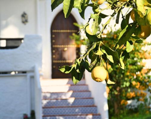 10.07 Garden, Lemon and front door